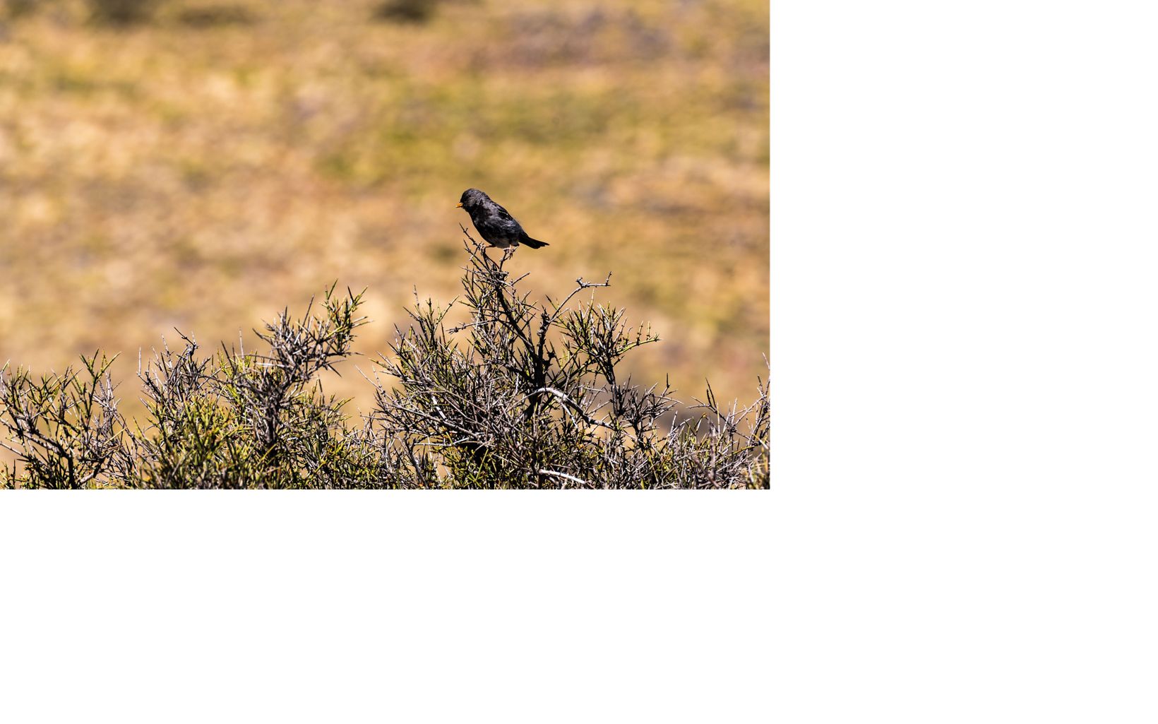 Biodiversidad en Argentina