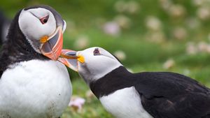 Pareja de frailecillos rozan sus picos.