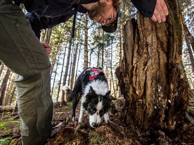 Perro con hocico en el suelo al lado de su entrenador.