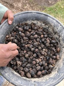 Una persona sostiene un recipiente lleno de diversos frutos secos, mostrando una mezcla de almendras, nueces y anacardos.