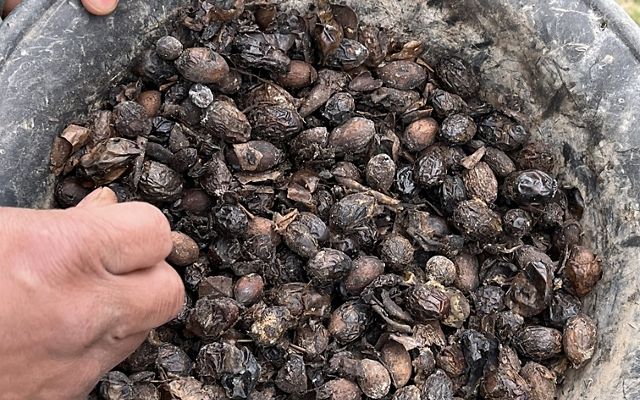 Una persona sostiene un recipiente lleno de diversos frutos secos, mostrando una mezcla de almendras, nueces y anacardos.