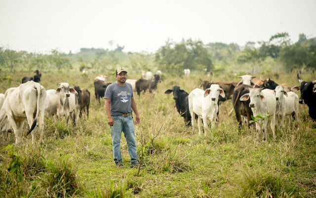 Hombre en campo de ganado, arbustos y pastizales.