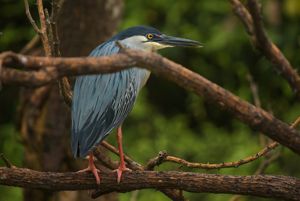 Un pájaro azul se posaba en una rama entre un frondoso follaje verde en un apacible entorno boscoso.