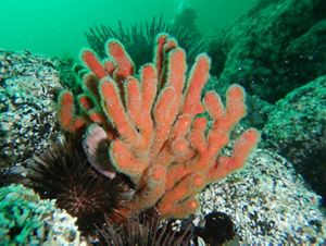 Gorgónidos, un tipo de coral blando de color naranja, en el fondo marino. 