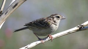 Pequeño pajaro gorrion posado en una rama.