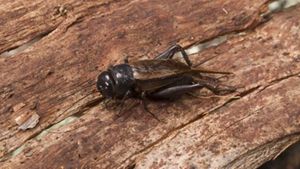 Grillo de color oscuro sobre un leño.