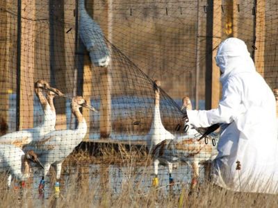 Grupo de grullas trompeteras rodean una persona en disfraz de grulla.