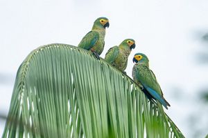Guacamayos que se alimentan de canangucha. 