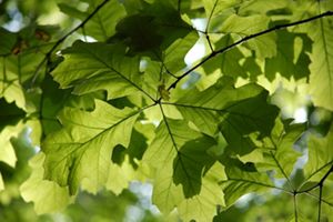 Primer plano de las hojas de un árbol, iluminadas a contraluz por el sol.
