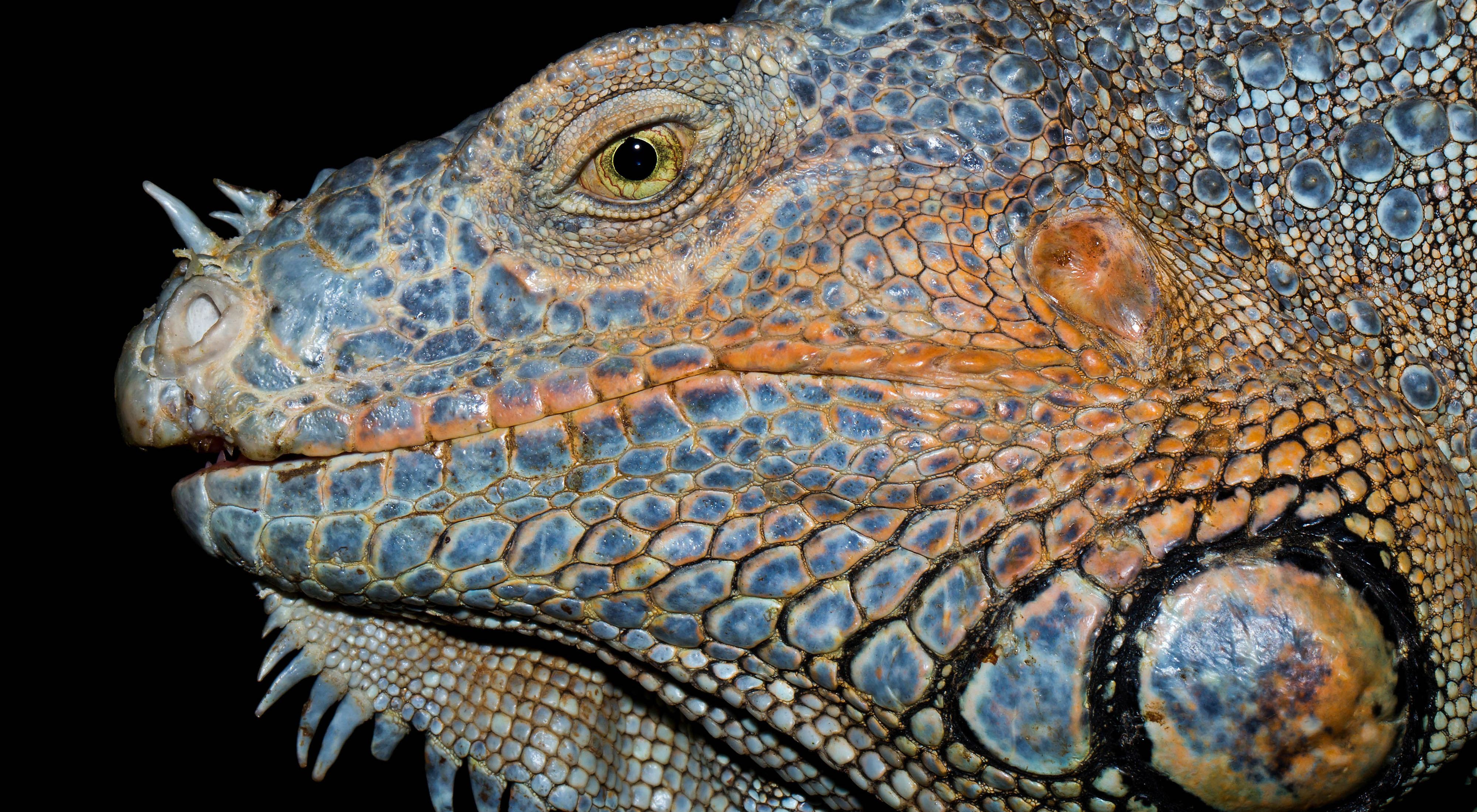 Una imagen íntima de una iguana