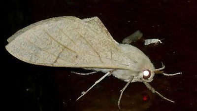 Una polilla con ojos blancos brillantes.