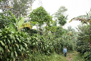 Intensificación ecológica	