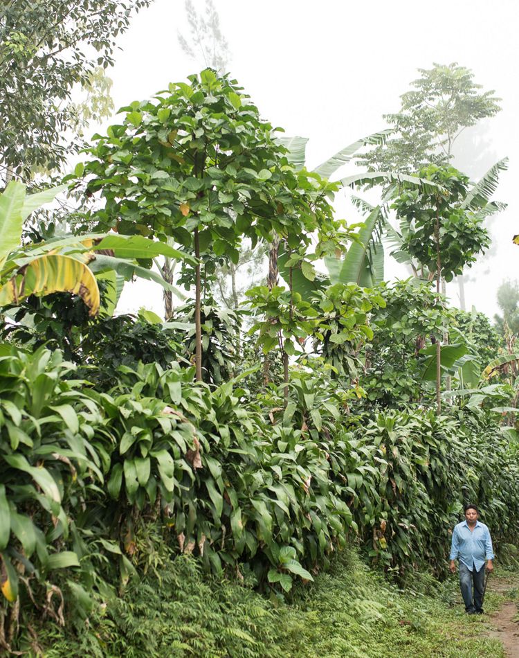 Intensificación ecológica