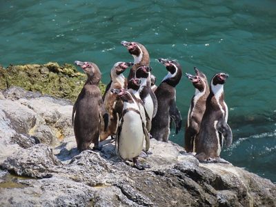 Los pingüinos son cruciales para el equilibrio del ecosistema marino porque ayudan a controlar las poblaciones de sus presas.