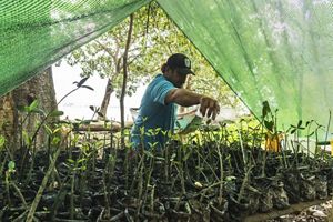 Un hombre cuida diversas plantas dentro de una tienda de campaña verde, rodeado de exuberante vegetación.