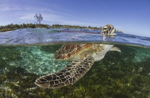 Tortuga verde emerge en el arrecife de Seychelles, Africa.