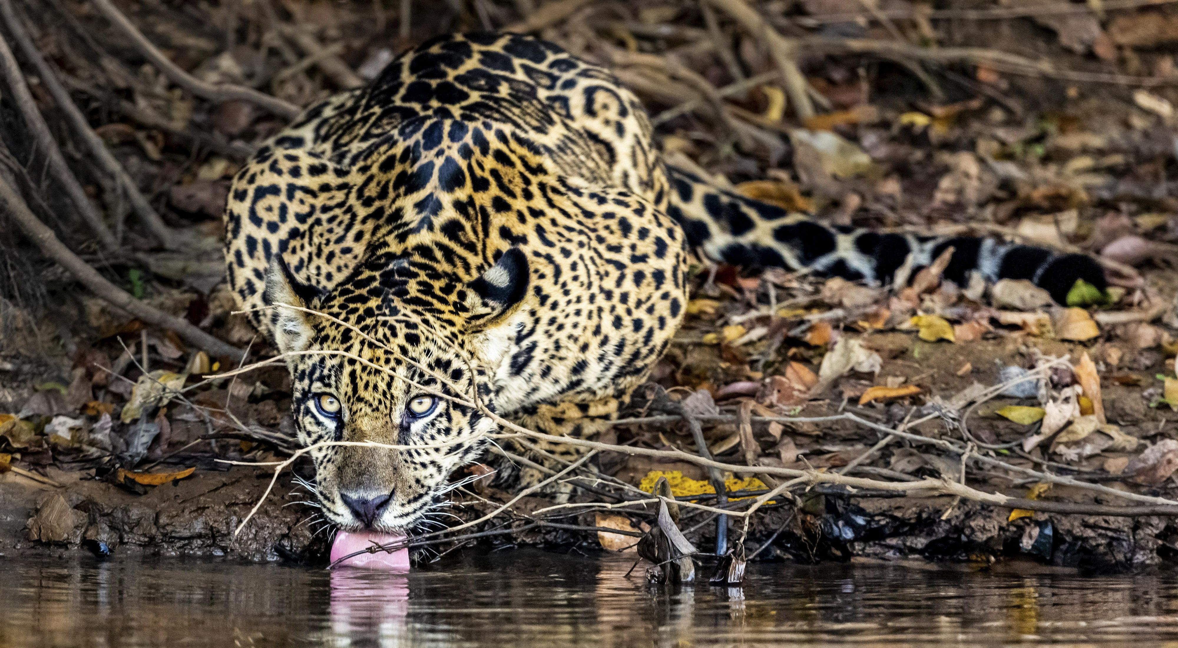 Jaguar: especie en amenaza