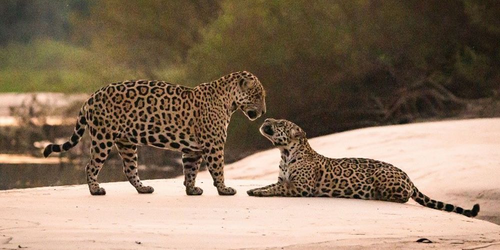 Jaguares en Brasil.