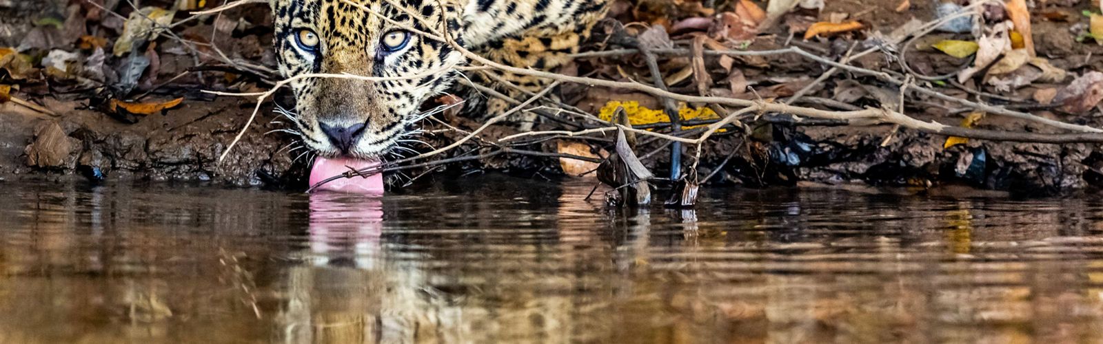 Un Jaguar toma agua en un pantano, en el río Piquiri, Brasil