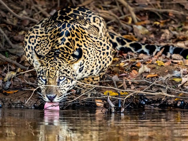 Un Jaguar toma agua en un pantano, en el río Piquiri, Brasil