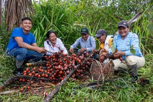 Five people posing around stalks of fruit.