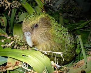 A small green parrot sits in lush greenery on a forest floor.