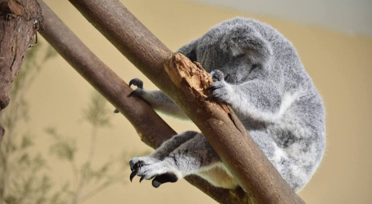 Koala descansando en rama de árbol.