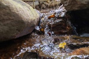 Un arroyo sereno fluye sobre rocas lisas, rodeado de exuberante vegetación en una tranquila zona boscosa.