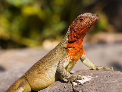 Un lagarto tomando el sol en una roca, mostrando su piel texturizada y colores vibrantes sobre un fondo natural.