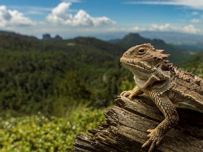 Lagarto cornudo.