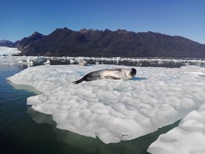 Foca descansando sobre un témpano de hielo en un tranquilo paisaje glacial, con aguas tranquilas y montañas bajo un cielo azul despejado. Un entorno sereno y natural.