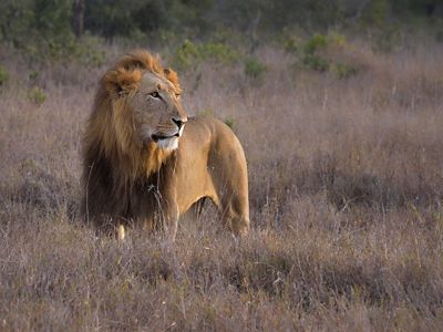 Un león se yergue majestuoso en un campo de hierba, mostrando su poderosa presencia en el paisaje natural.