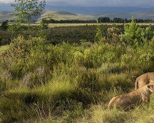 Pareja de leones
