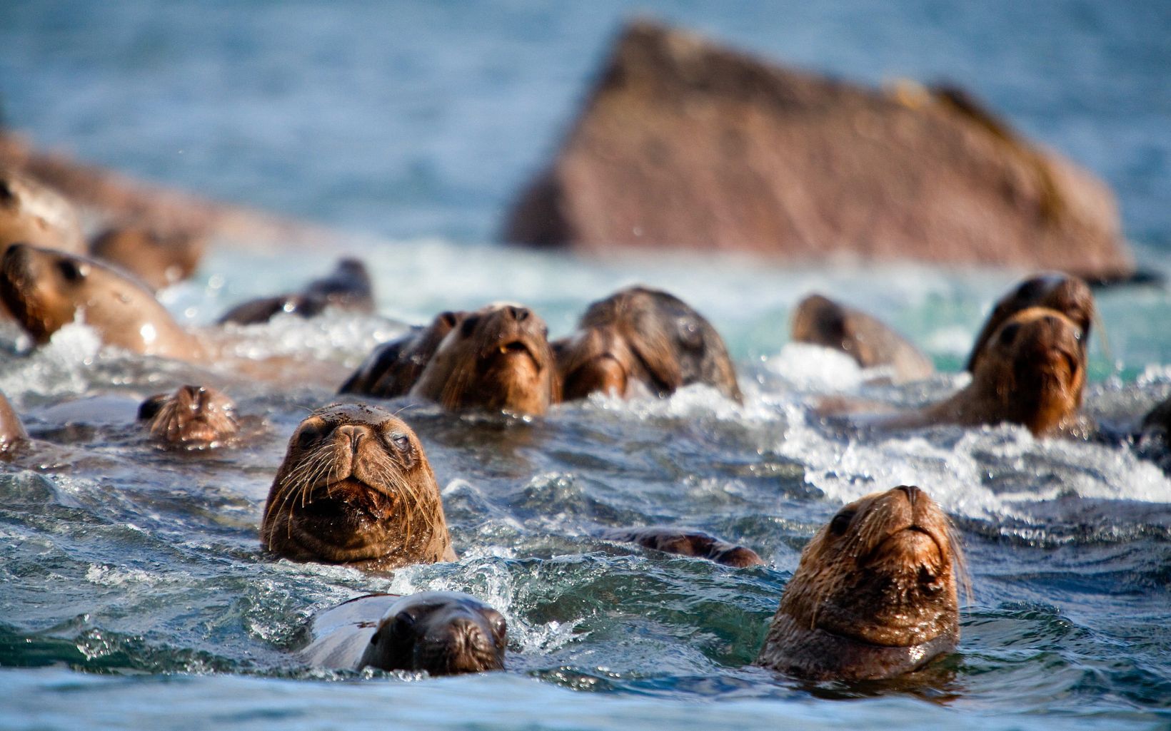 Detail of sea lions, Valdivia Coastal Reserve, Valdivia, Chile.  