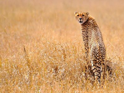 Leopardo.