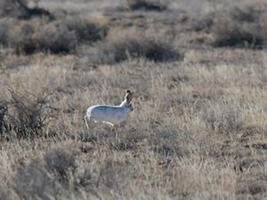 Liebre blanca sobre pastos amarronados.