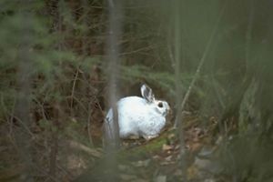 Liebre blanca contrasta con la vegetación verde.