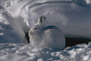Liebre de pelaje blanco sobre paisaje nevado.
