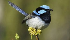 Un ave pequeña con un llamativo rostro azul y negro está posada sobre una flor amarilla mientras sostiene un saltamontes en el pico.