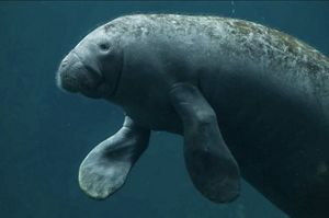 Manatee from Belize's coast. 