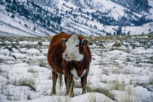 Una vaca se yergue en la nieve con majestuosas montañas que se alzan al fondo, creando un sereno paisaje invernal.