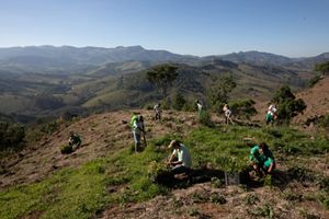 Tree planting in Mantiqueira, Brazil.