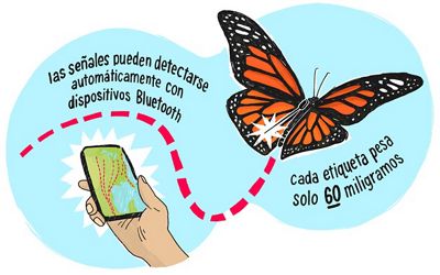 Ilustracion de una mariposa monarca en vuelo sindo rastreada por un radiotrasmisor.