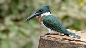 Ave pequeña de plumaje verde y blanco con un pico largo posado sobre una rama.