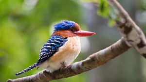ave pequeña con un hermoso plumaje azul, blanco y negro posado sobre una rama en un bosque del sudeste asiático.