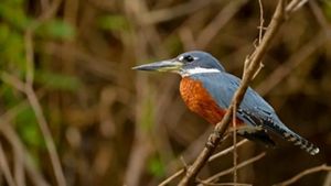 Ave pequeña con plumaje gris y marron posado sobre una rama junto al agua.