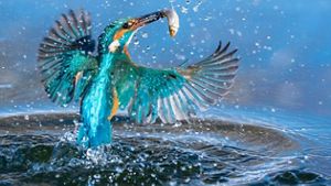 Ave con las alas extendidas color azul esmeralda emergiendo del agua tras capturar su presa.