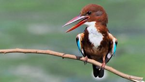 ave pequeña con plumaje marron y garganta blanca con plumaje castaño, turquesa y blanco posado sobre una rama.