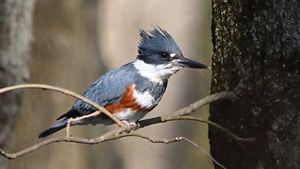 Ave pequeña con plumaje gris, marron y blanco con pico negro posado sobre una rama cerca del agua.