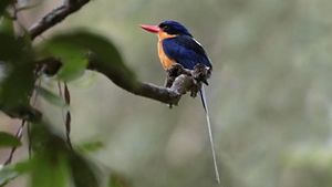 Martin pescador del paraíso pechiblanco con largas plumas caudales blancas posado sobre una rama.